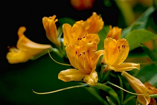 黄色杜鹃花