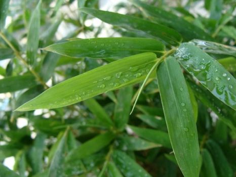 翠绿的凤尾竹