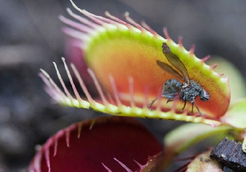 捕蝇草怎么养：捕蝇草喜欢酸性土质