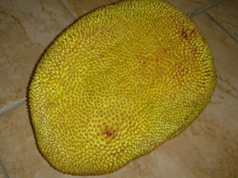 一个菠萝蜜