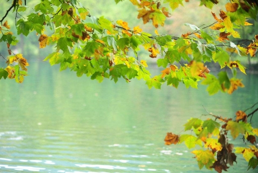 湖边的梧桐树