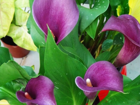 彩色马蹄莲：种植和养护方法