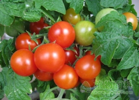 盆栽番茄：收获
