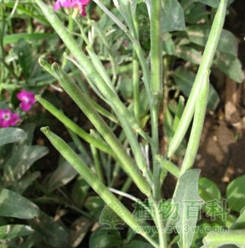 紫罗兰种子
