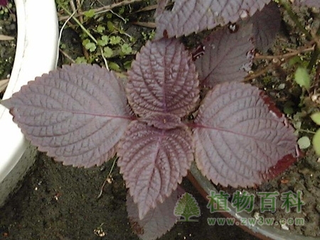 盆栽紫苏