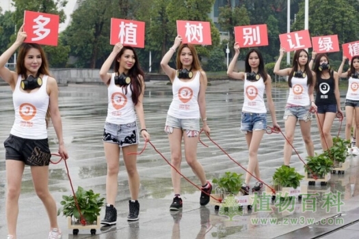 植树节广州10名美女上街“遛植物”（组图）