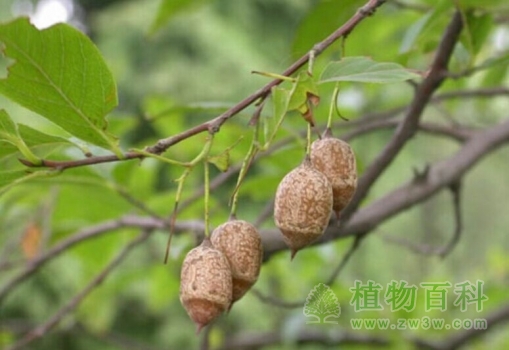 中国稀有濒危植物-秤锤树