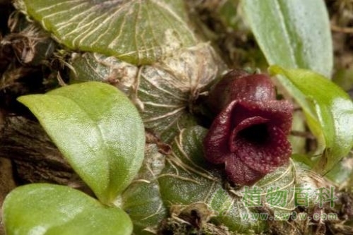 英国植物学家发现新种兰花