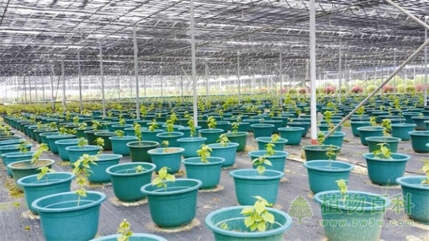 三峡苗圃研究中心组培实验室，里面有24种、1.5万多瓶珍稀植物