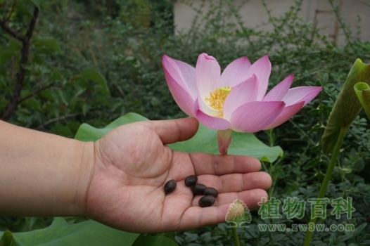 卧佛寺古莲首次绽放北京植物园
