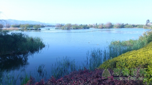 云南滇池湖滨湿地主要植物生长气候响应与净化功能研究启动