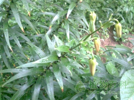 中科院武汉植物园发现珍奇植物新种