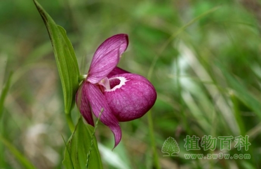甘肃林业厅：发现濒危保护植物大花杓兰