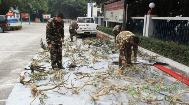 珠海边防查获被盗挖珍稀植物600棵