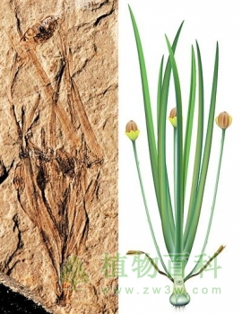 【图】我国科学家发现世界上最早的草本被子植物