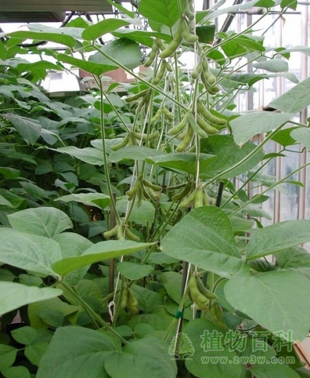 种植的大豆