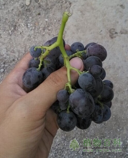 枝杈新鲜翠绿的葡萄