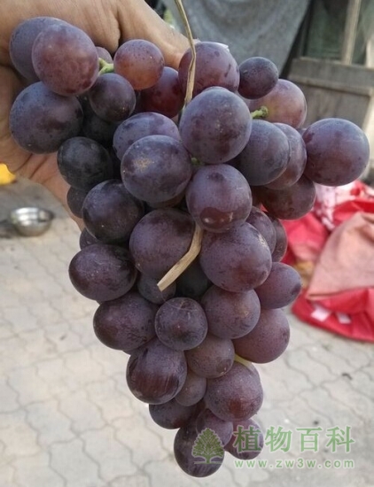 不错的葡萄，想吃吧。