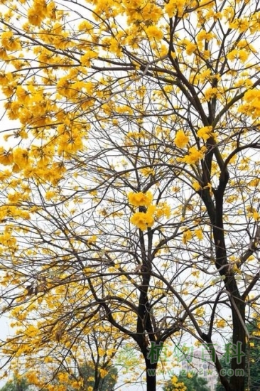 满树黄花
