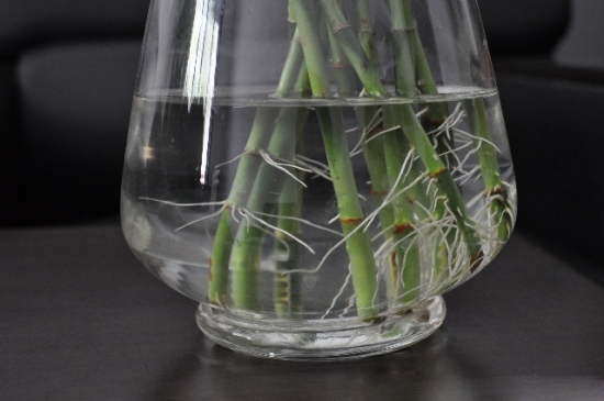 富贵竹怎么水养：平滑的斜切口有利于吸收水分和养分