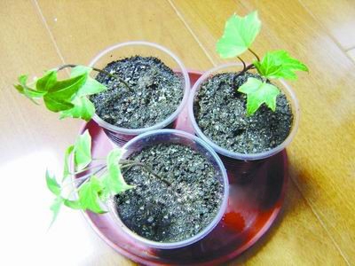 常春藤繁殖：茎蔓容易生根