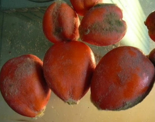 铁树橘红色的种子