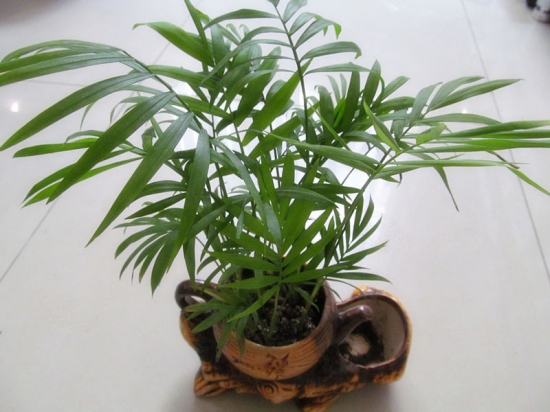 袖珍椰子 盆栽