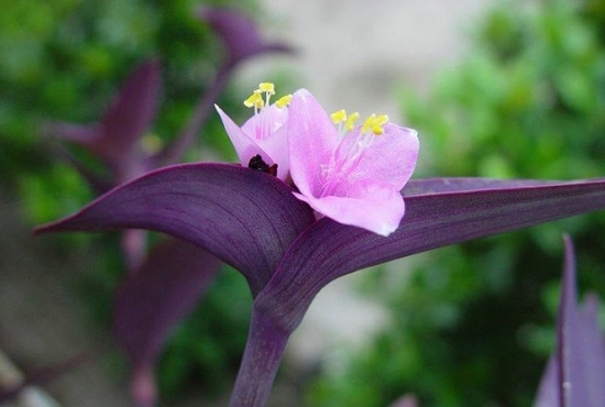 观色植物 紫鸭跖草