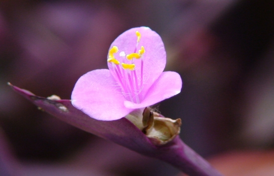 紫鸭跖草开的花