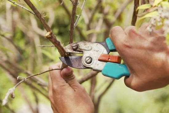 对树木进行修剪时如何把握好剪口
