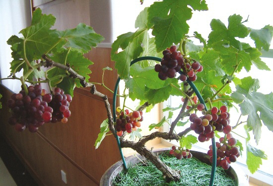 阳台盆栽葡萄