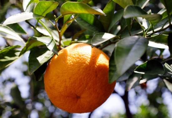 常见阳台盆橘有哪些品种
