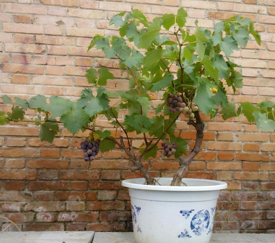 盆栽葡萄果期