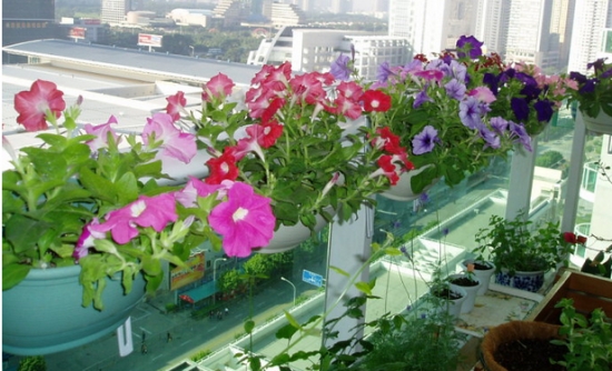 在阳台栏杆上怎样摆放盆花才美