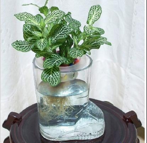 怎样用鱼缸或玻璃瓶栽培观叶植物