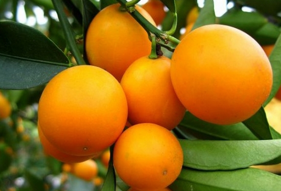黄橙橙的果子