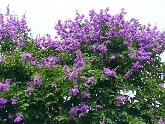 怎样使紫薇年年繁花满枝