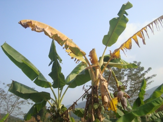 患有黄叶病的香蕉树