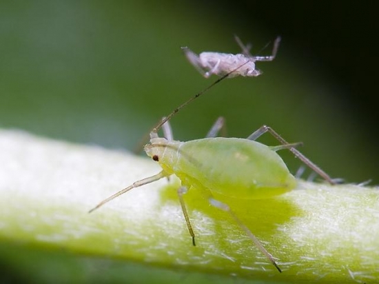 植物 蚜虫 