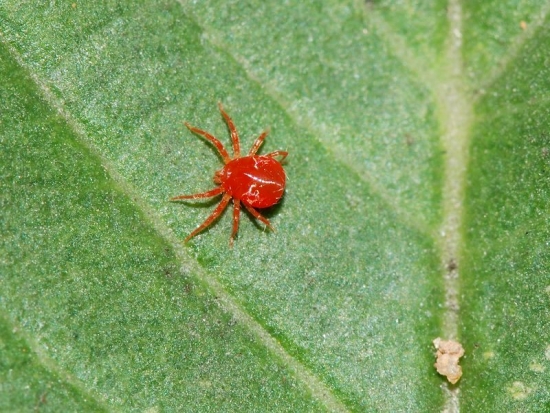 叶片上的红蜘蛛