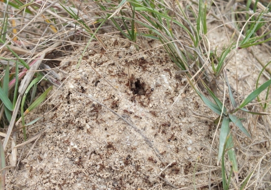 危害植株的蚂蚁