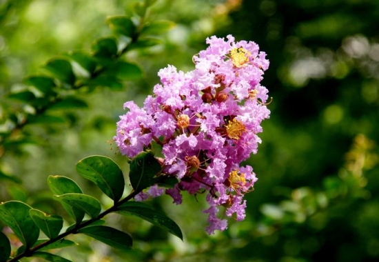 紫薇树种植