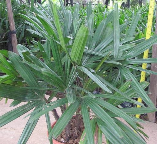 盆栽棕竹