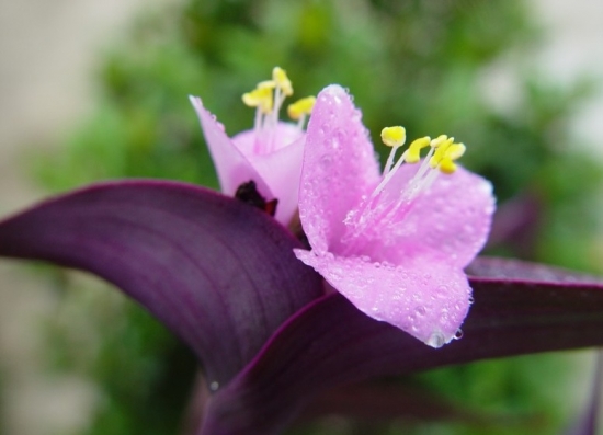 鲜艳亮丽的紫鸭跖草