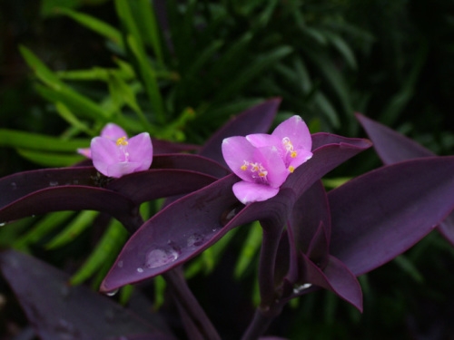 紫鸭跖草开花了