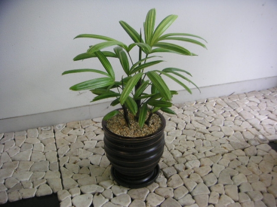 棕竹盆栽