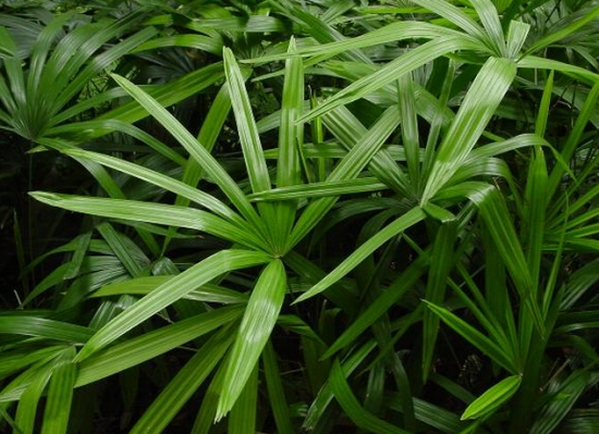 常绿的棕竹