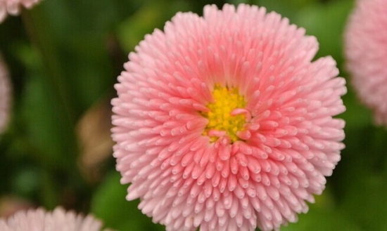 粉色翠菊
