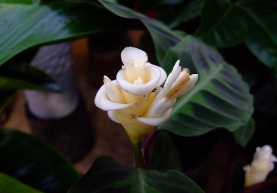 天鹅绒竹芋白色的小花
