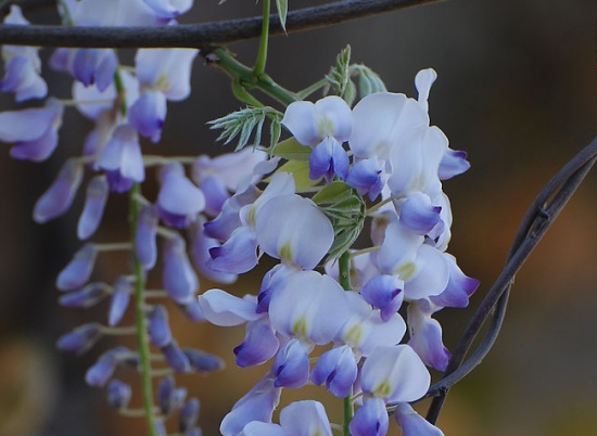 紫藤属何种花卉